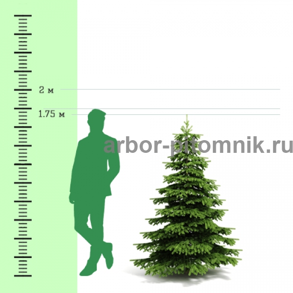 Пихта Фразера 1,50-1,75 м