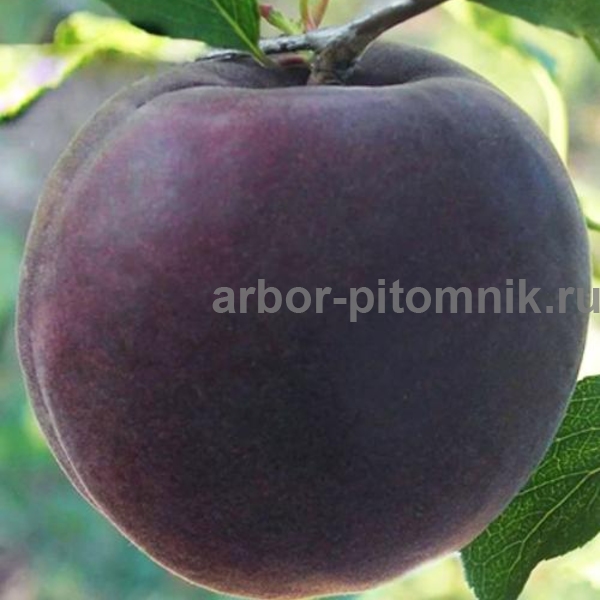 Абрикос Кубанский черный