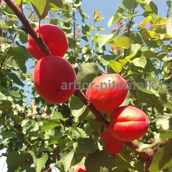 Абрикос Приция