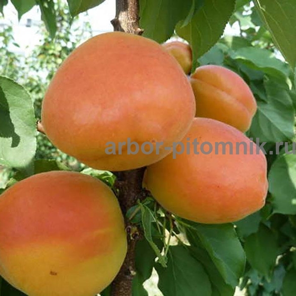 Абрикос Фарбели