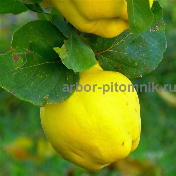 Айва Урожайная Кубанская