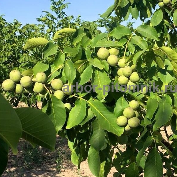 Грецкий орех Изящный