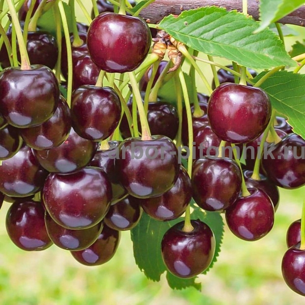 Дюк Ночка-2