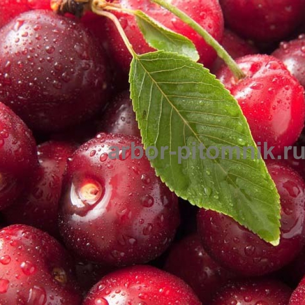 Дюк Рубиновка