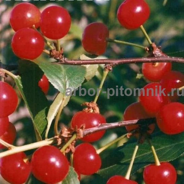 Вишня Склянка розовая