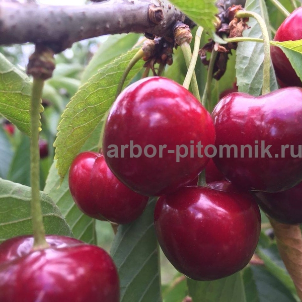 Черешня Горянка