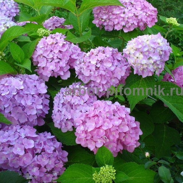 Гортензия Бесконечное лето (Эндлесс Саммер Ориджинал)
