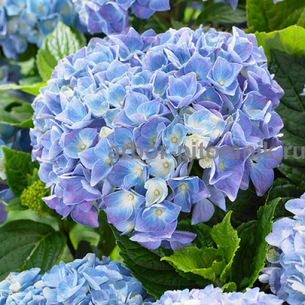 Гортензия Марина Блю