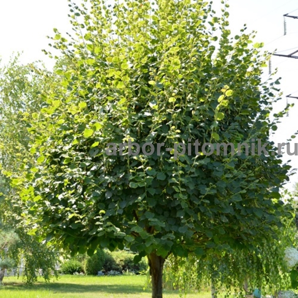 Липа крупнолистная Цельзат