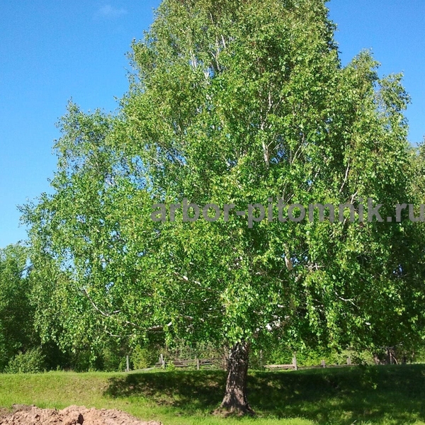 Береза Пушистая (опушенная)