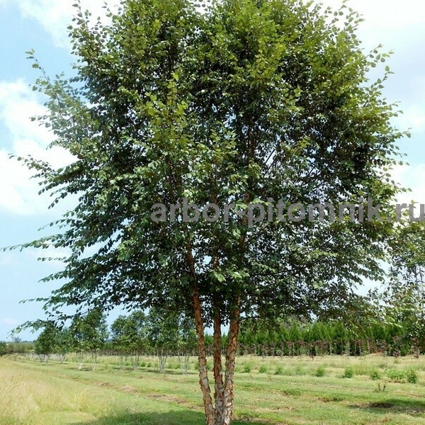 Береза Черная (речная)