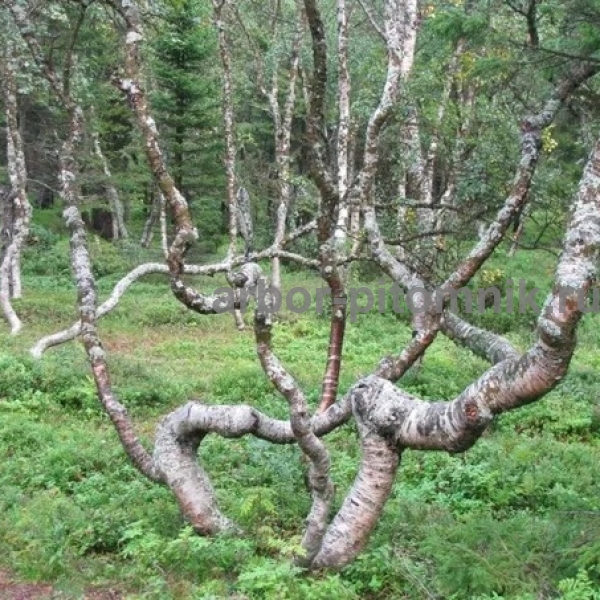 Береза Карельская