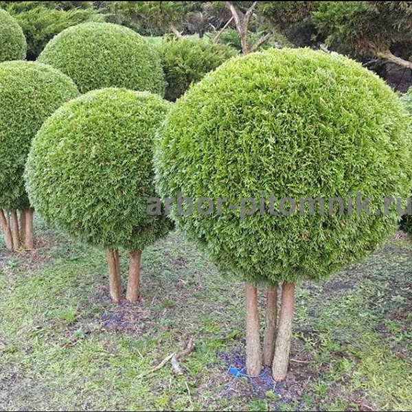 Ива Шаровидный карлик