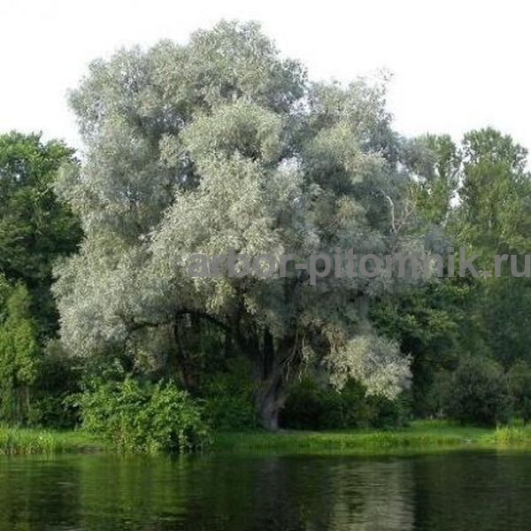 Ива белая Серебристая