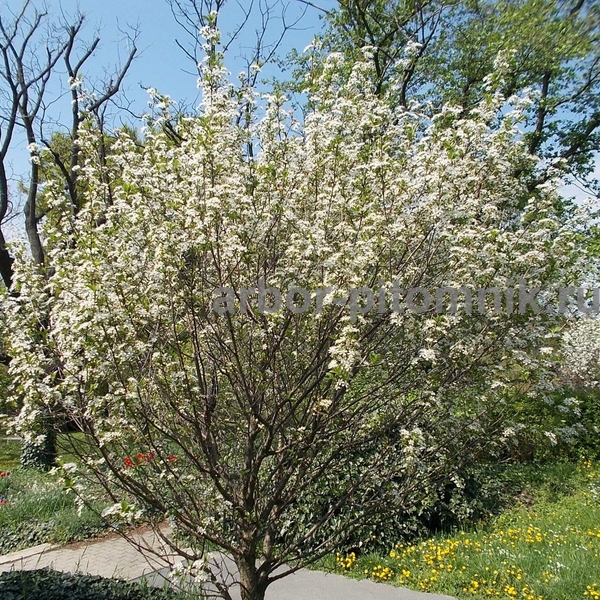 Сакура Умбракулифера