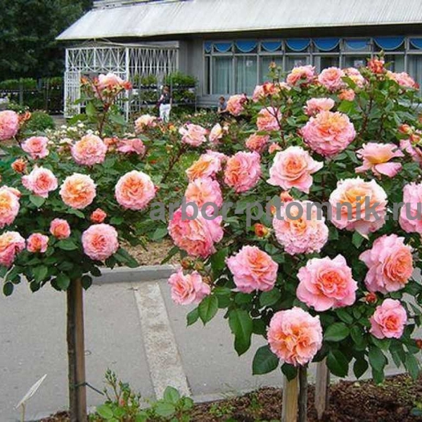 Роза Августа Луиза на штамбе