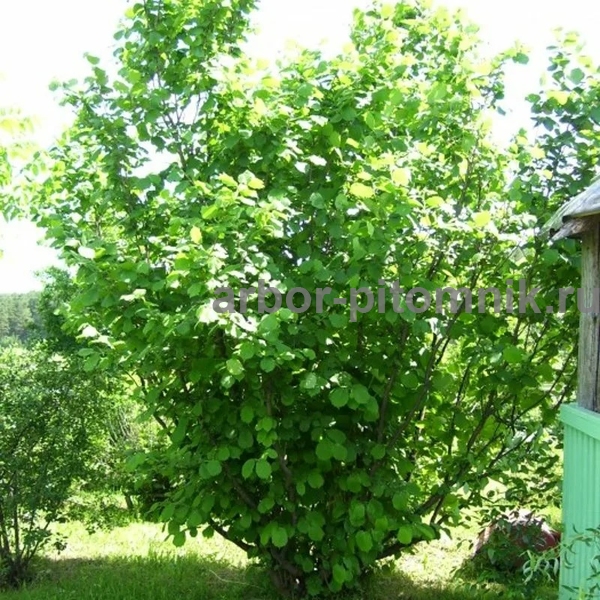 Фундук Тамбовский ранний