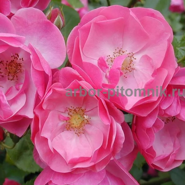 Роза Ангела (Анжела) на штамбе