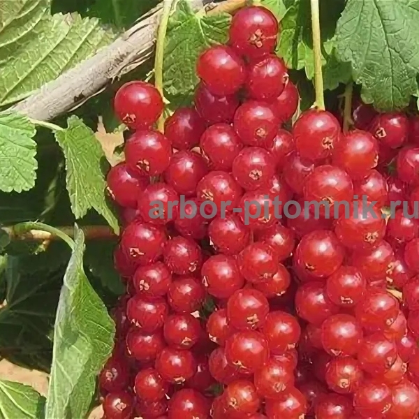 Красная смородина Рондом на штамбе