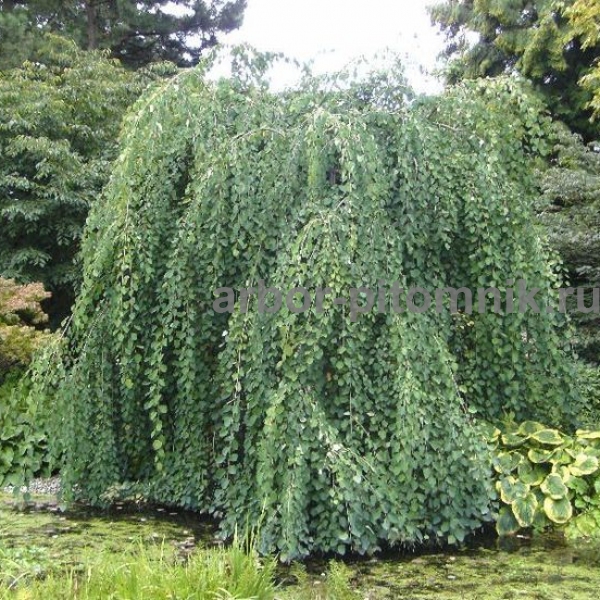 Багрянник японский Пендула