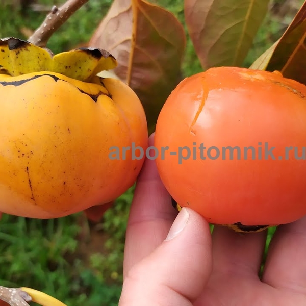 Хурма Памяти Черняева