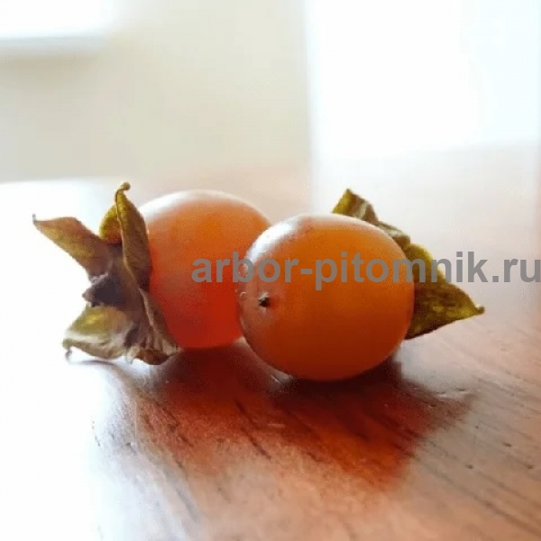 Хурма Агафья