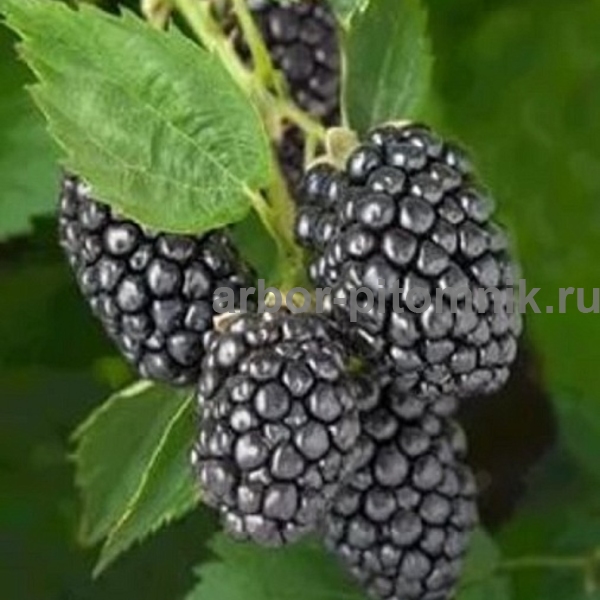 Ежевика Апачи