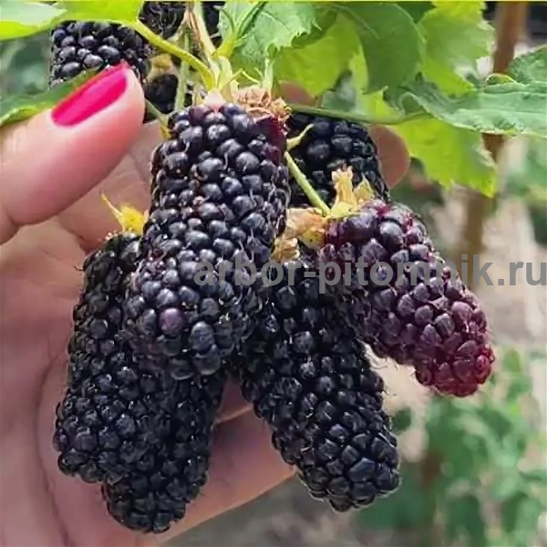 Ежевика Коламбия Гигант