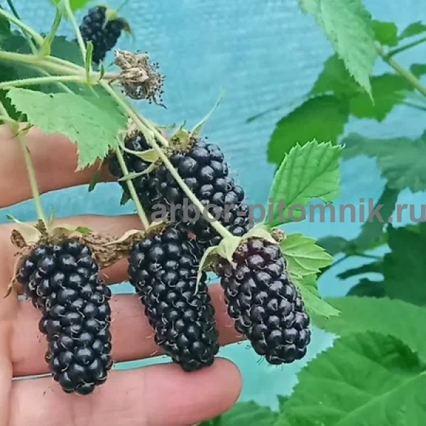 Ежевика Коламбия Стар