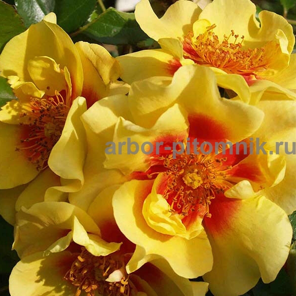 Роза Ай оф зе Тайгер
