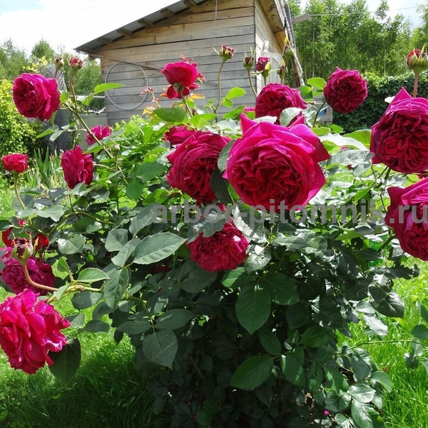 Роза Фальстаф