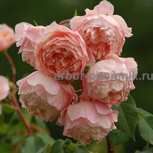 Роза Вильям Моррис