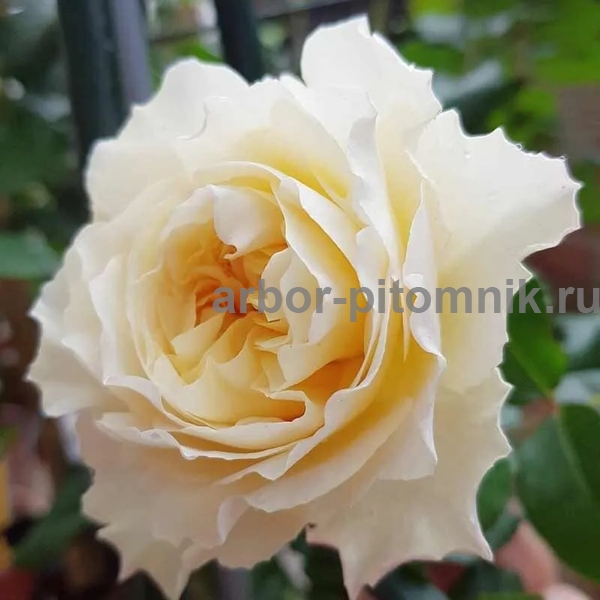 Роза Евгения