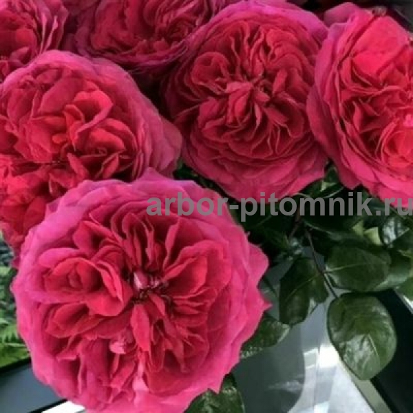 Роза Капабилити