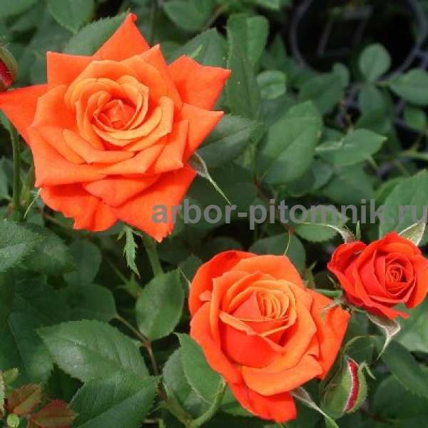 Роза Миниатюр Оранж