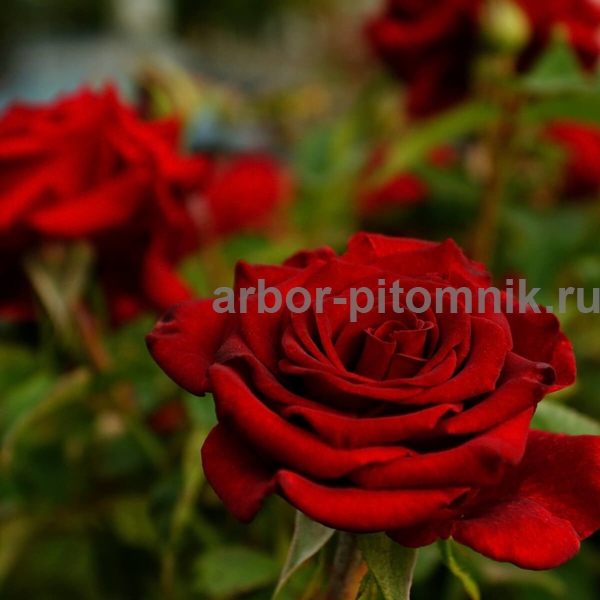 Роза Ред Вельвет