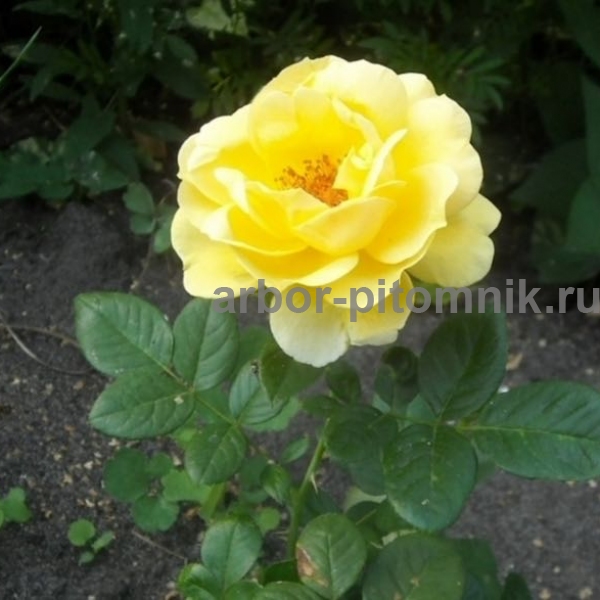 Роза Селина