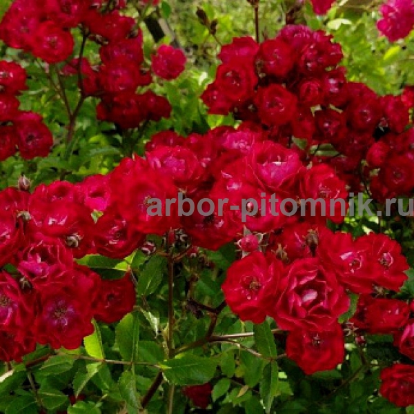 Роза Фейри Данс