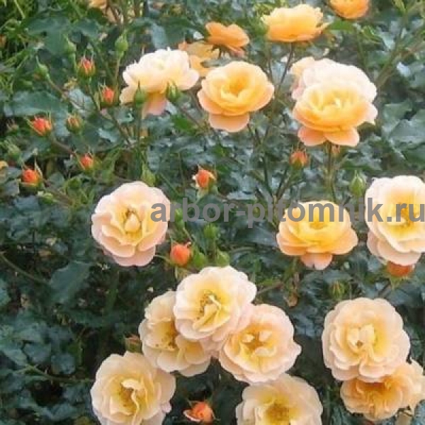 Роза Эмбер Виэл