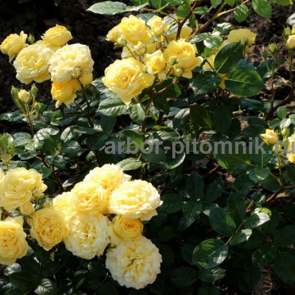 Роза Анни Дюпрей